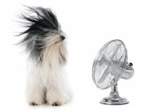 dog's hair blowing from a fan near apartment in wilmington de