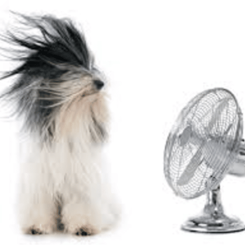 dog's hair blowing from a fan near apartment in wilmington de