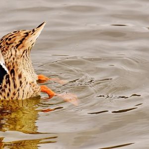 duck in the river near apartment in wilmington de