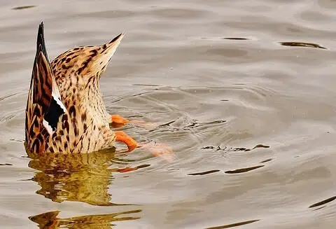 duck in the river near apartment in wilmington de