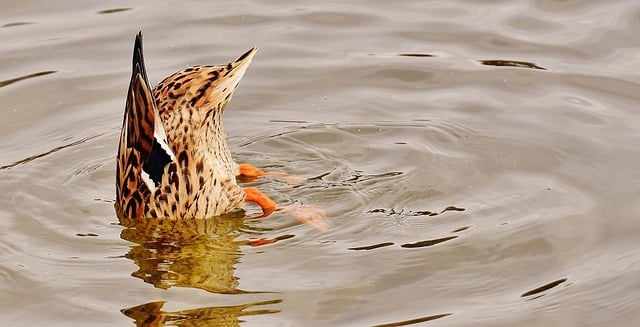 duck in the river near apartment in wilmington de